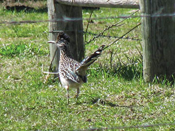 Chaparral cock, cock, flying creature, roadrunner, roadrunner bird