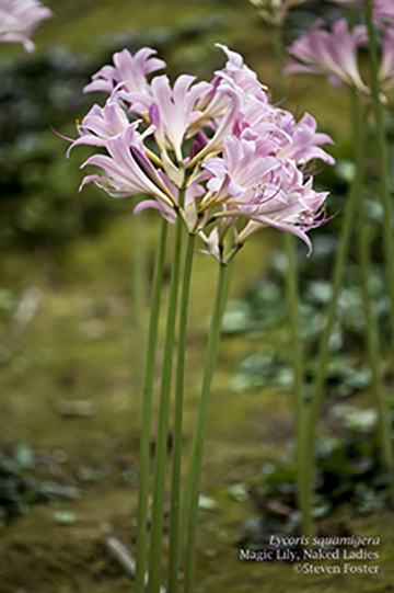 Amaryllis belladonna | Naked Lady lilies, growing at the 