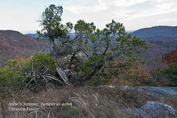 ashe juniper ashe juniper